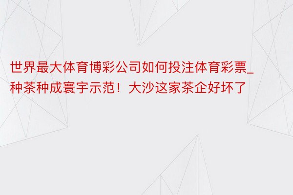 世界最大体育博彩公司如何投注体育彩票_种茶种成寰宇示范！大沙这家茶企好坏了